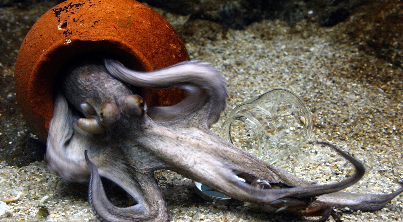 Bläckfisk. Arkivbild. Foto: Jørgen Jessen/Scanpix/TT