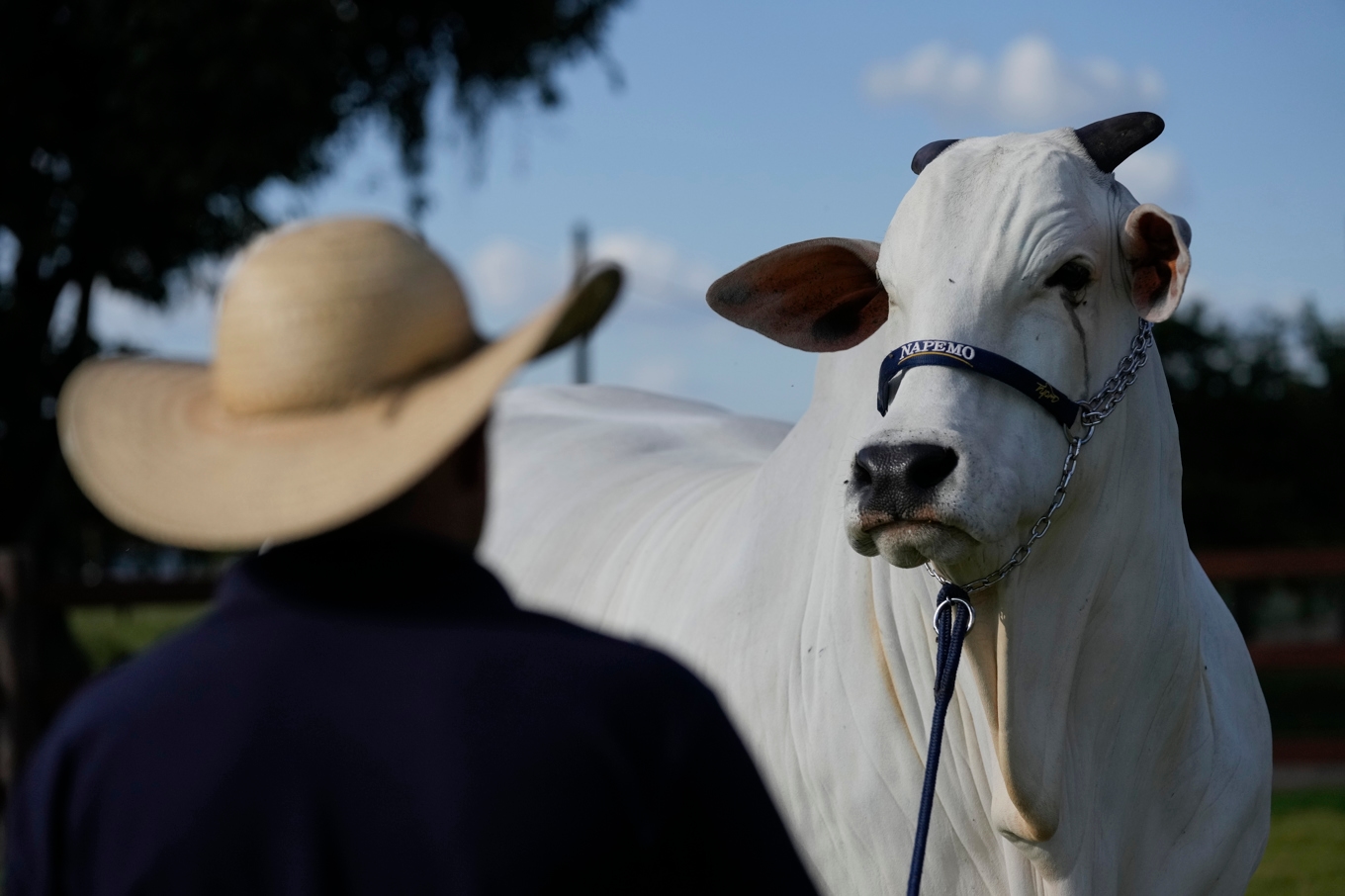 En ko i delstaten Minas Gerais i Brasilien. Arkivbild. Foto: Silvia Izquierdo/AP/TT