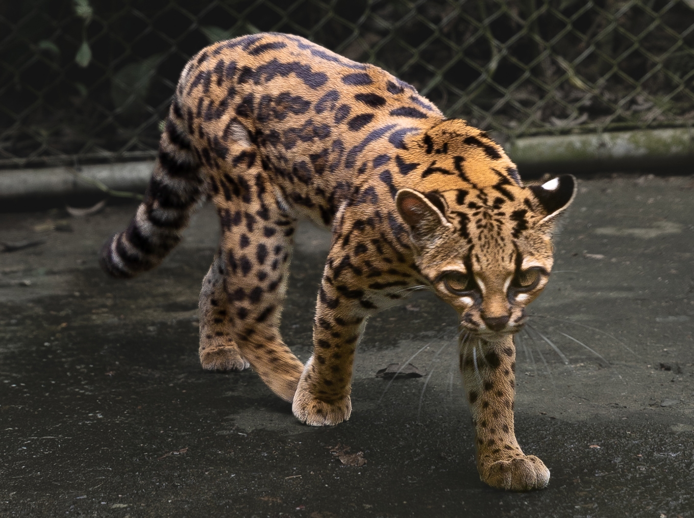 Det nya kattdjuret Leopardus tilcayo är litet och har rundade öron. Foto: Alessandro Verniani/CC4.0