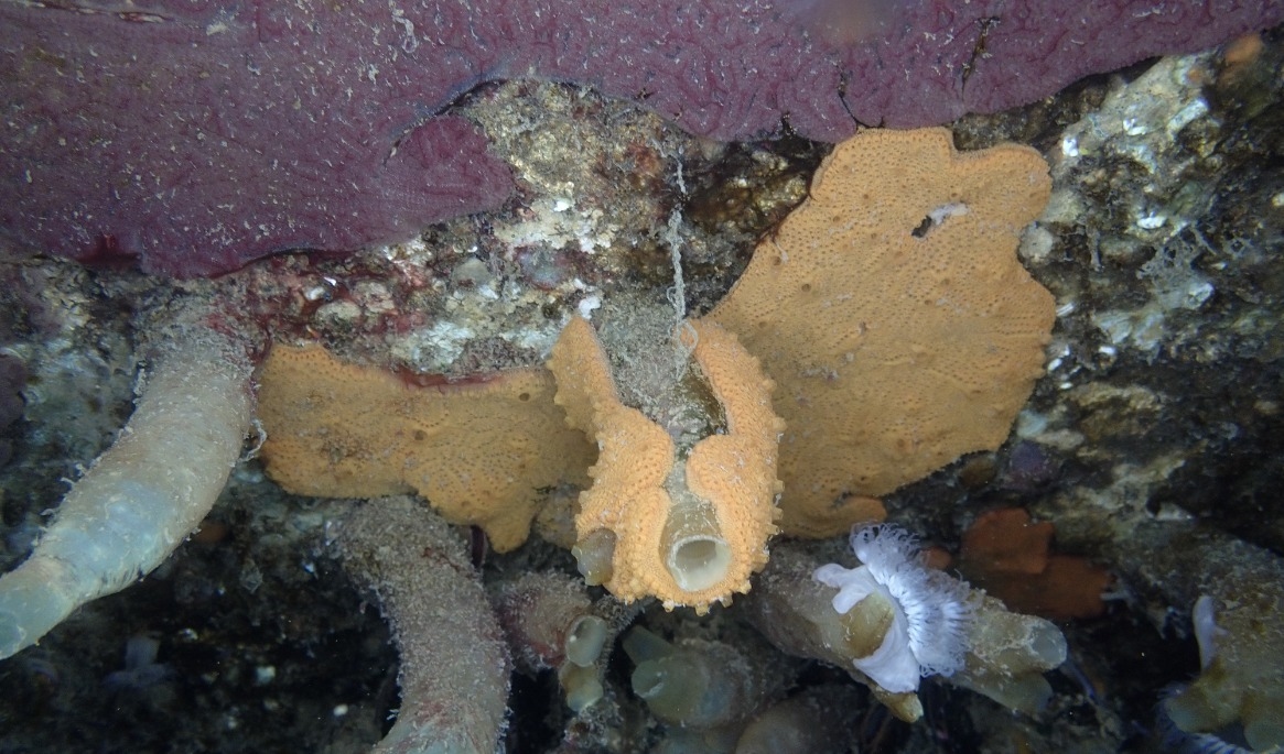 Den invasiva arten kedjesjöpung, Botrylloides violaceus, kan ha olika färger. Foto: Martin Stjernstedt/Havets Hus