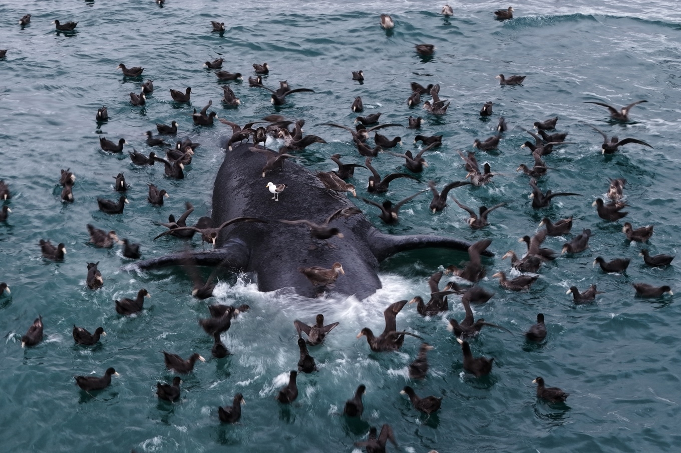 Sjöfåglar sitter på kadavret av en sydkapare utanför El Doradillo-stranden nära Puerto Madryn i Argentina. Bilden är tagen den 30 september. Foto: Maxi Jonas/AP/TT