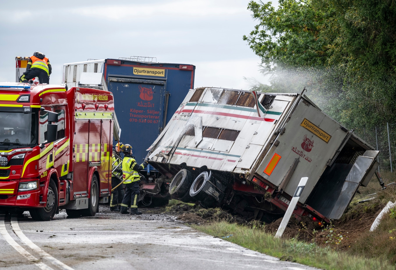 Räddningstjänst och polis på plats på riksväg 24 norr om Hässleholm efter att en gristransport hamnat i diket. Omkring 50 grisar ska har varit i den del av släpet som välte. Foto: Johan Nilsson / TT