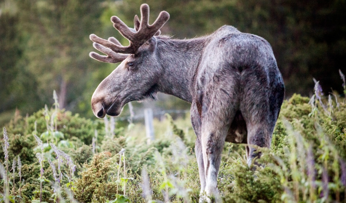 Älgarna blir fler i de svenska skogarna. Arkivbild. Foto: Paul Kleiven/NTB/TT