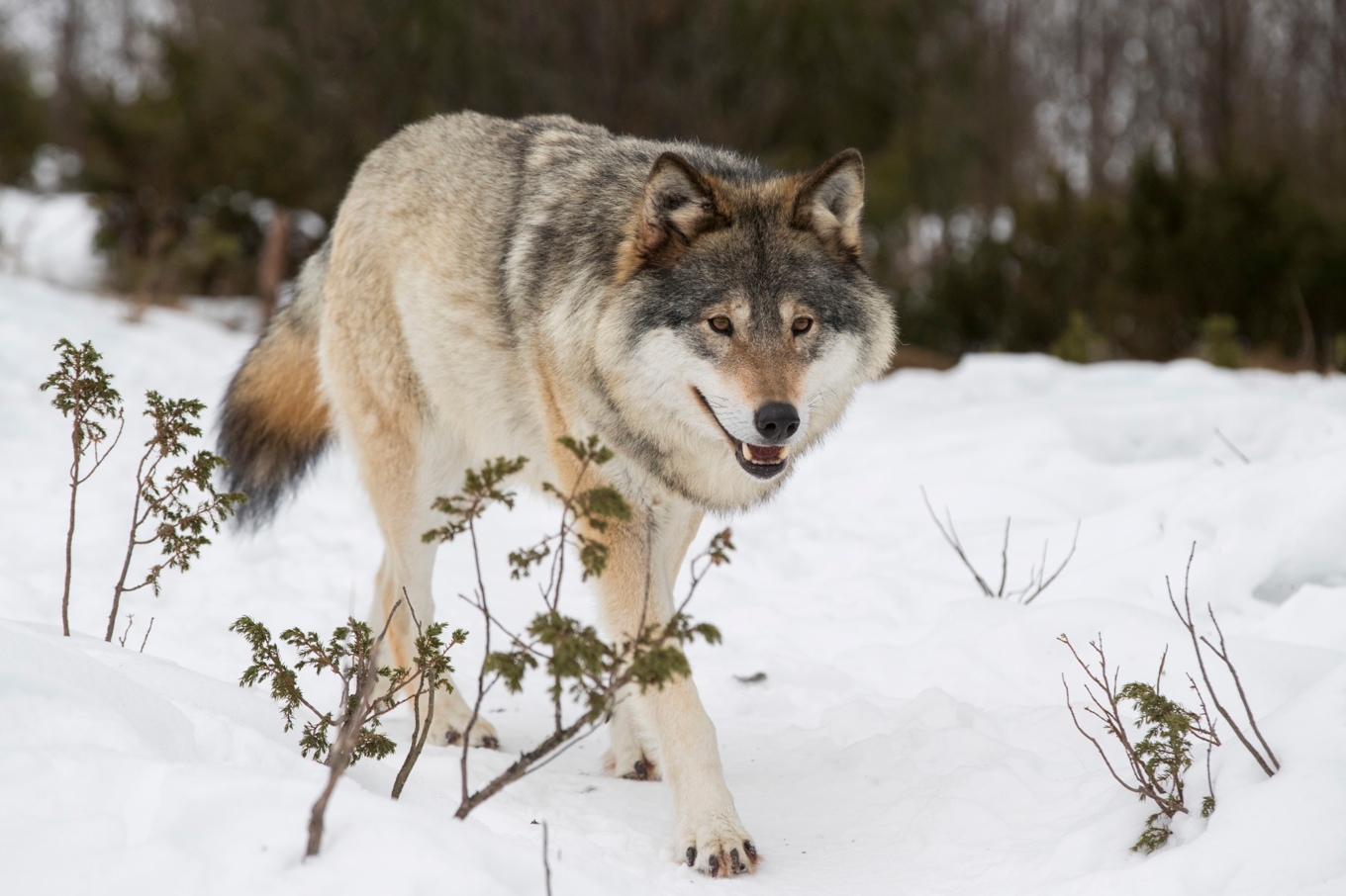 Totalt 72 vargar får skjutas under licensjakten 2027. Arkivbild. Foto: Heiko Junge/NTB/TT