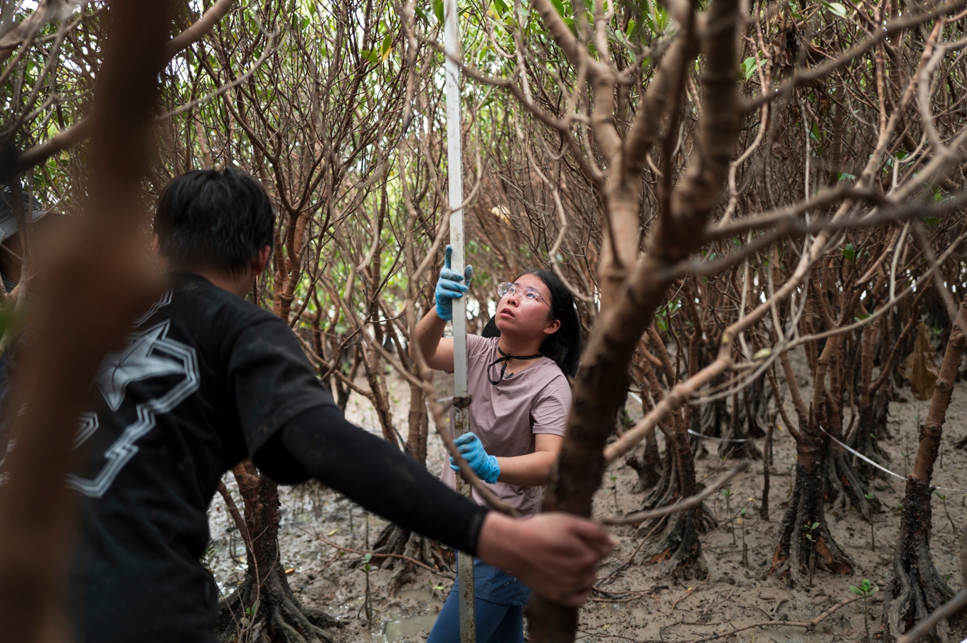 I det kinesiska återställningsprojektet Blå bukten har 150 000 hektar kustområden återställts, som bland annat deltadelfinen har nytta av. Pressbild. Foto: Todd Brown/Unep