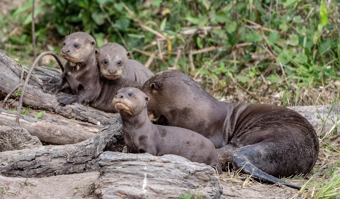 Jätteuttern Nanay föddes i Eskilstuna. Nu anpassar sig han och hans familj till ett liv i det vilda i Argentina. Projektet att återetablera arten i våtmarksområdet Iberá leds av Fundación Rewilding Argentina. Foto: Fundación Rewilding Argentina