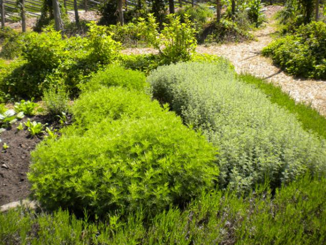 Bakom en häck av lavendel växer åbrodd (Artemisia abrotanum), flerårig växt med starkt doftande blad, släkt med malört. Den andra är romersk malört (Artemisia pontica).