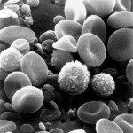 Blodceller. En bild från ett svepelektronmikroskop som visar cirkulerande blod i människokroppen. Bilden visar en mängd vita blodkroppar, röda blodkroppar, lymfocyter, en monocyt, en neutrofil, och många diskformade blodplättar. Lymfocyterna bekämpar sjukdomar genom att bilda antikroppar. Blodplättar bildas i benmärgen och är nödvändiga för koaguleringen av blodet. (Foto: Bruce Wetzel, Harry Schaefer/National Cancer Institute)