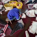 Två valhajar styckas i fabriken i Puqi. (Foto: WildLifeRisk)