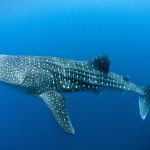 Valhaj i Canderwasih Bay National Park i Indonesien. (Foto: Paul Hilton/Greenpeace)