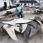 Staplade, torkade valhajsfenor i väntan på export. (Foto: WildLifeRisk)