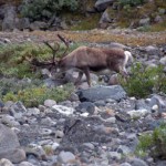 Renar vandrar runt i grupper inne i Vistasdalen, både i fjällbjörkskogen och på bergssluttningarna. (Foto: Mathias Hellström, Epoch Times)