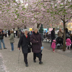 Kungsträdgården var i full blom i Stockholm. (Foto: Emil Almberg/Epoch Times)