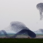 En maskformad flock starar flög över ett område nära den sydliga israeliska staden Netivot den 25 januari 2013. (Foto: David Buimovitch / AFP / Getty Images)