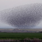 En skålformad flock starar flög över ett område nära den sydliga israeliska staden Netivot den 25 januari 2013. (Foto: David Buimovitch / AFP / Getty Images)