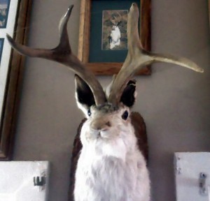 Uppstoppad ”jackalope”. (Foto: CC/SedesGobhani)