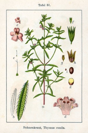 Sommarkyndel från boken ”Deutschlands Flora in Abbildungen” av Jacob Sturm från 1796.