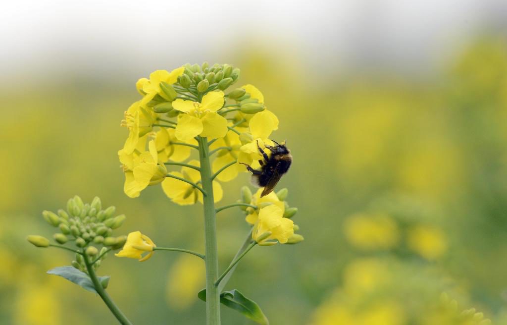 En humla på de nyutslagna rapsblommorna på ett fält utanför Asmundtorp öster om Landskrona. Rapsfält som behandlats med neonikotinoider har slagit hårt mot vilda bin och humlor. (Foto: Johan Nilsson / TT-arkivbild)