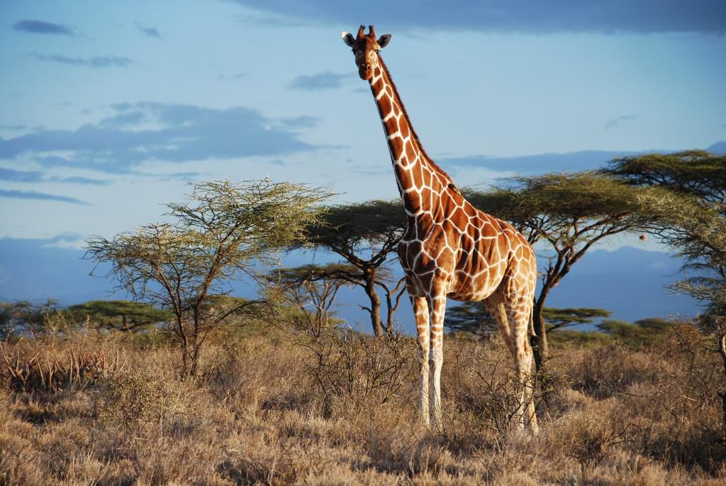 Nätgiraff i Samburu i norra Kenya. Nätgiraffen är en av fyra arter av giraffer som finns i Afrika. (Foto: Julian Fennessy)