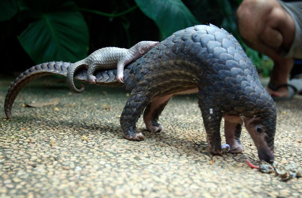 En myrkottmamma med sin unge på ett zoo i Bali i Indonesien. Arkivbild. (Foto: Firdia Lisnawati/AP/TT)