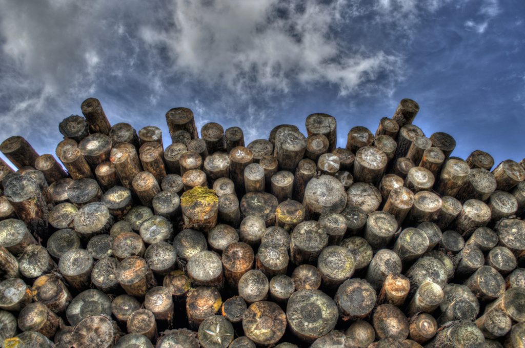 Skogsbruket kommer att drabbas hårt av vägskatterna, säger debattörer. (Foto: Pixabay)