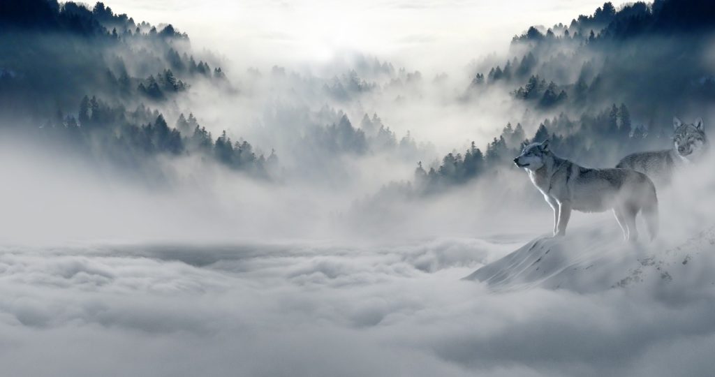 Många vargar rör sig i gränstrakterna mellan Sverige och Norge. (Foto: Pixabay)