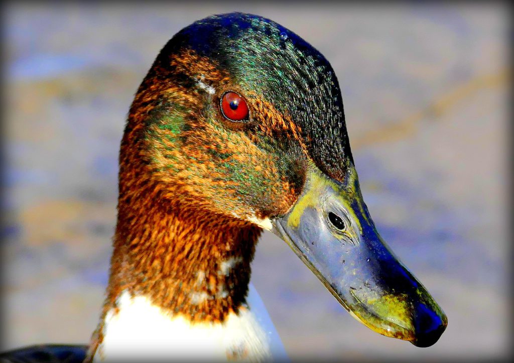 Anden på bilden är inte Daniel. (Foto: Pixabay)