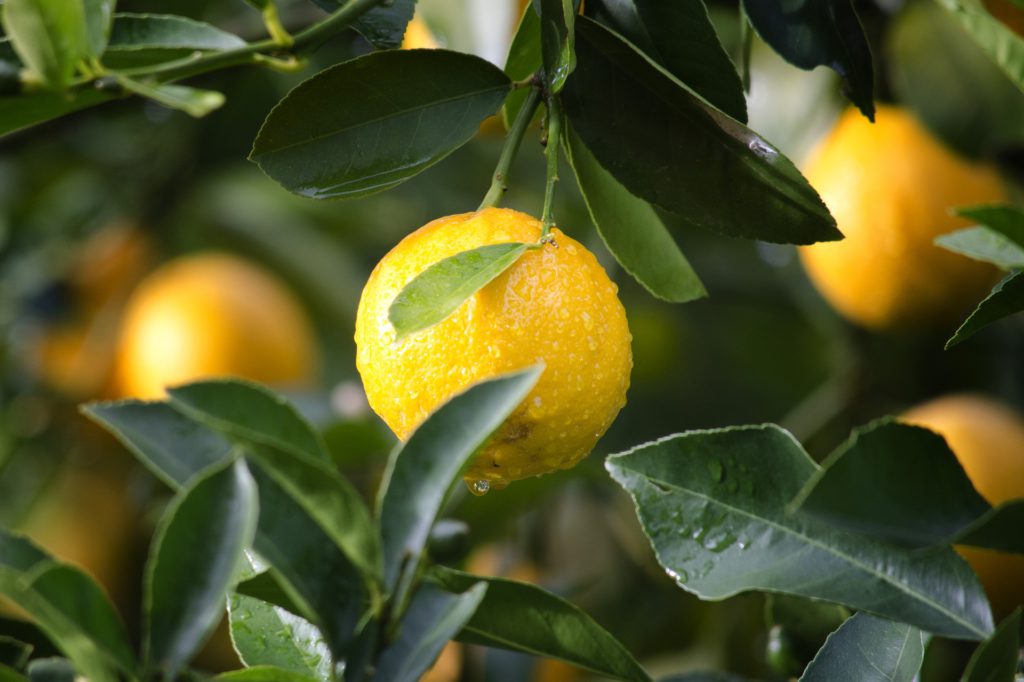 Citronens skal innehåller eteriska oljor. För att få nytta av dem skär man citronen under vattnet.
