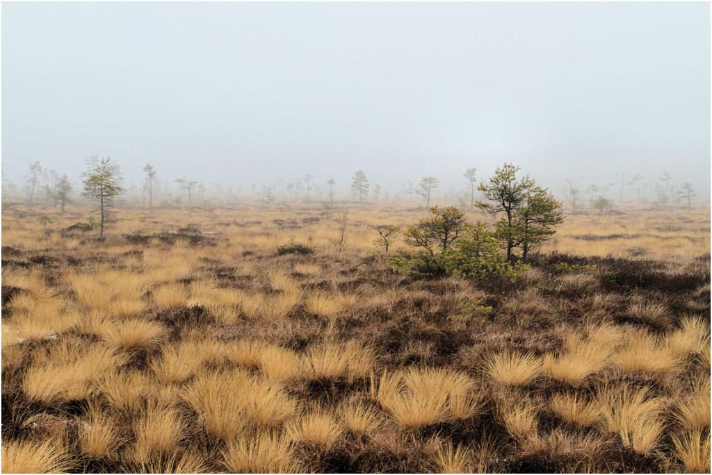 Alntorps storskogs naturreservat i Nora kommun. Barrskog.  Foto: Kjell Store/Länsstyrelsen Örebro-TT