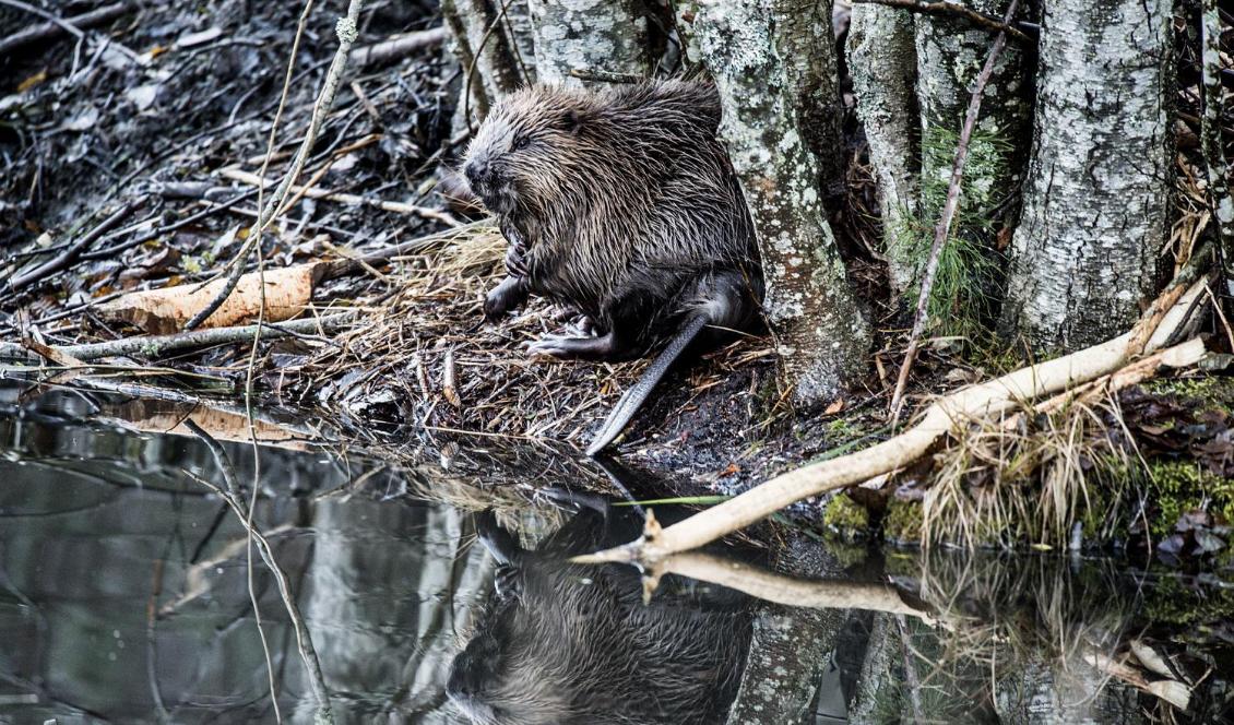 
Träden som stoppade trafiken på E20 under morgonen tros ha fällts av en eller flera bävrar. Foto: Lars Pehrson/SvD/TT-arkivbild                                                