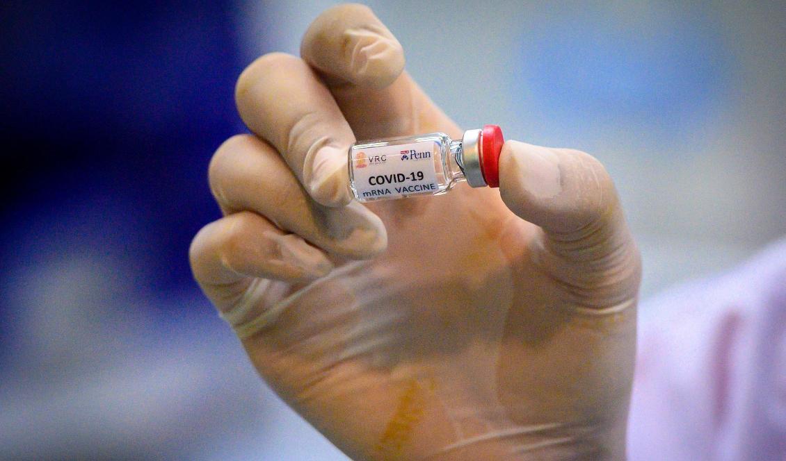 
I Storbritannien genomför man försök att avsiktligt infektera unga friska individer med coronaviruset. Syftet är att forska fram effektiva vacciner och behandlingsmetoder mot covid-19. Foto: Mladen Antonov/AFP via Getty Images                                            