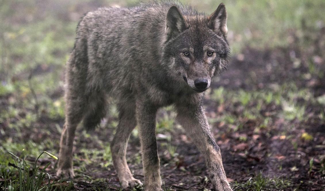 
Många som har tamdjur i vargtäta områden känner stress och oro för vad som kan hända deras djur och för ekonomin. Foto: Matt Cardy/Getty Images Arkivbild                                            