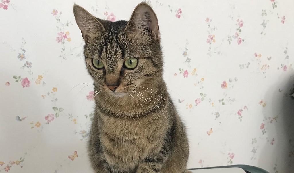 

Päron är en rar katt, en kär familjemedlem. Kärleken till ett djur är något alldeles extra. Foto: Ida Fälander                                                                                        