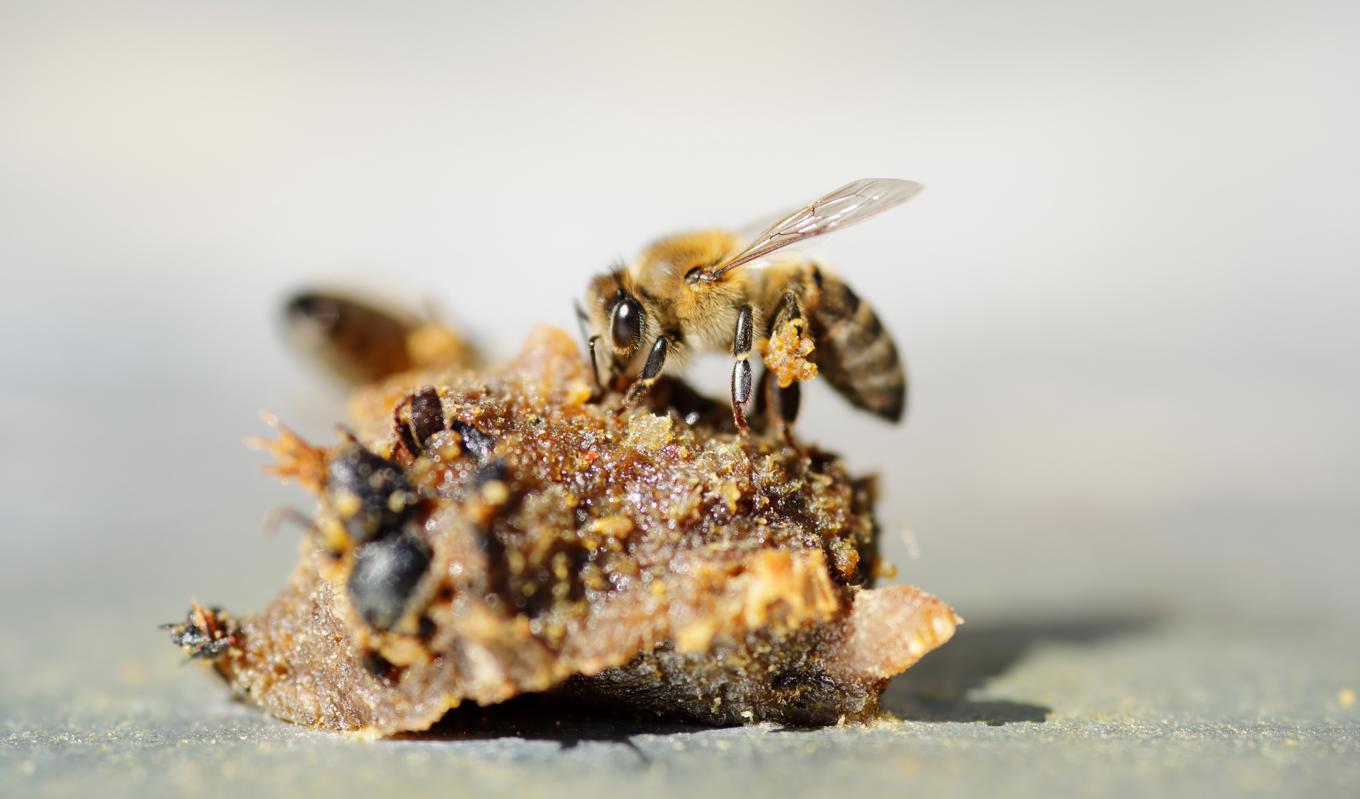 Propolis i en bikupa.