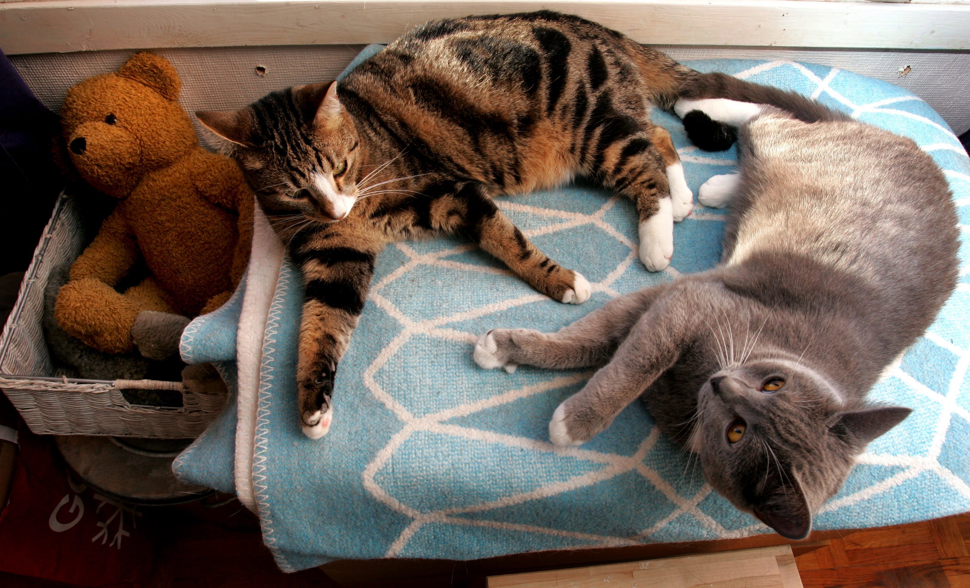 I år häver Singapore en 34 år gammal lag som förbjudit katter i allmännyttiga lägenheter. Arkivbild. Foto: Jack Mikrut/TT