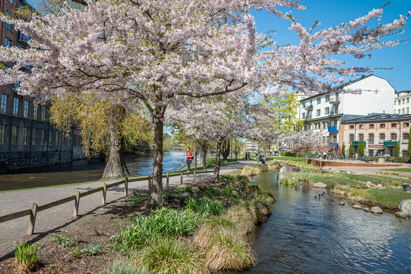 I projektet samarbetar IVL Svenska Miljöinstitutet, Malmö stad, SLU och Göteborgs botaniska trädgård för att det ska bli lättare att få in mer grönska i städerna. Foto: Shutterstock