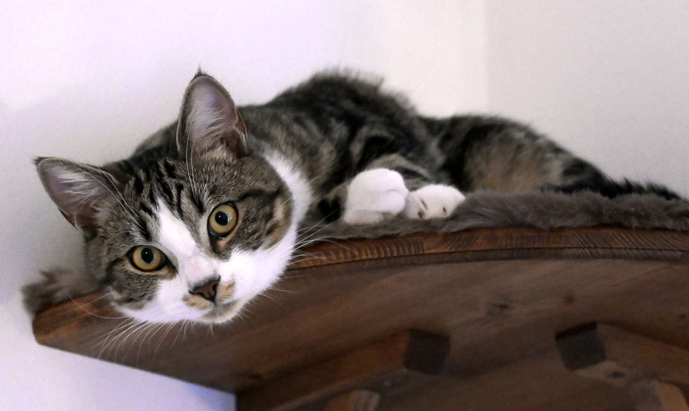 Hjärnan hos katter och människor förändras på samma sätt vid demenssjukdom.  Arkivbild. Foto: Janerik Henriksson/TT