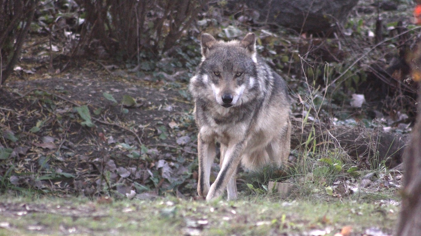 En varg i Skåne ligger bakom två angrepp på tamboskap. Arkivbild. Foto: Steve Fehlberg