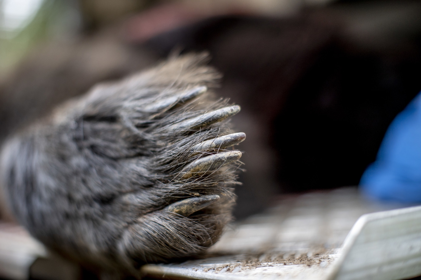 Fler anmälda jaktbrott. Arkivbild. Foto: Adam Ihse/TT