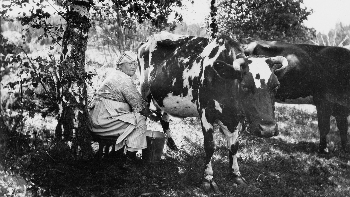 Fru Ärlund mjölkar kon Rosa i Karlbyå i Strängnäs, omkring år 1930. Fotograf okänd. Foto: Sörmland Museum